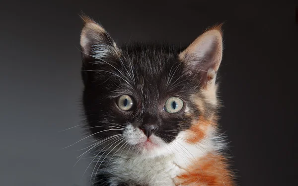 Gatinho na cama — Fotografia de Stock