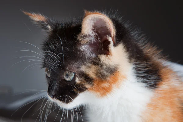 Kitten op bed — Stockfoto