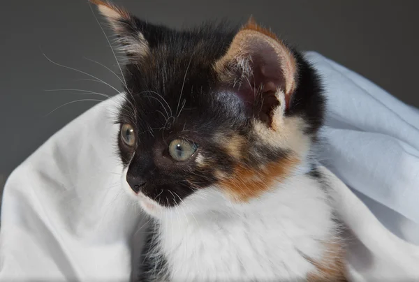 Kitten op bed — Stockfoto