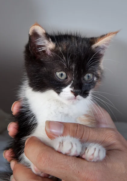 Gatinho na palma da mão — Fotografia de Stock