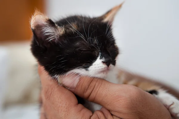 手のひらに子猫 — ストック写真