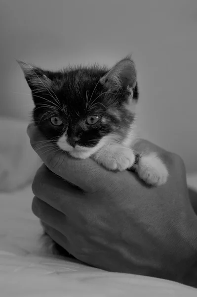 Gatinho na palma da mão — Fotografia de Stock