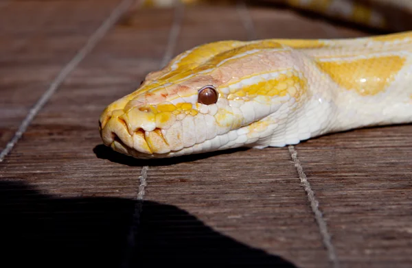 Golden Thai Python over my table — Stock Photo, Image