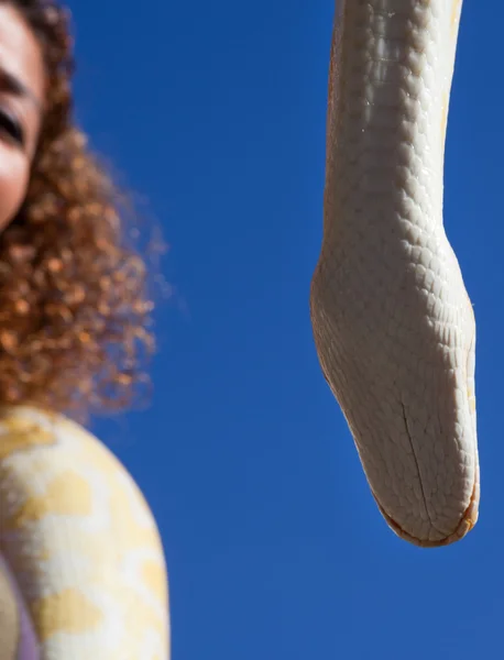 Golden Thai Python sobre su serpiente —  Fotos de Stock