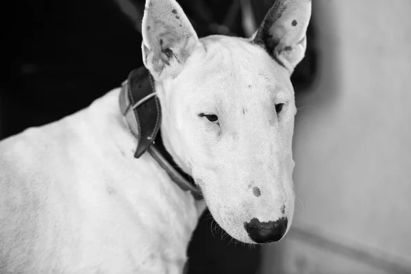 Bull Terrier preto e branco — Fotografia de Stock