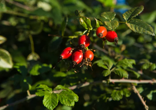 Rode sloe — Stockfoto