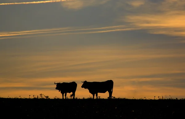Vacas raivosas ao pôr-do-sol — Fotografia de Stock