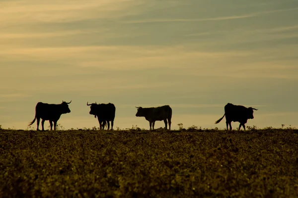 Grazende koeien bij zonsondergang — Stockfoto