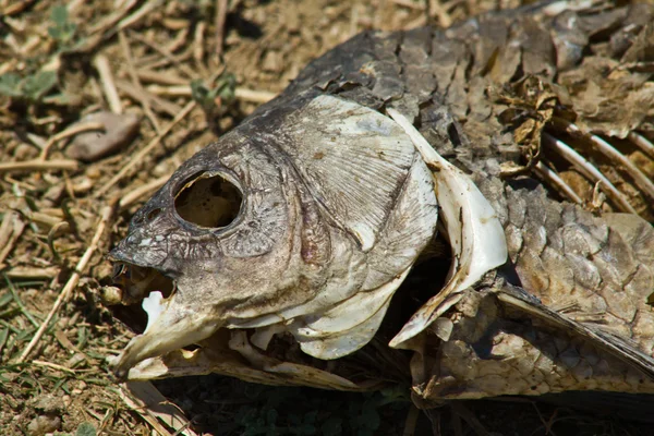 Dried carcass — Stock Photo, Image