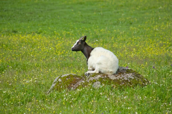 Capre giovani al pascolo — Foto Stock