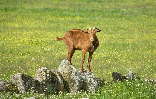 Unge geder, der græsser - Stock-foto