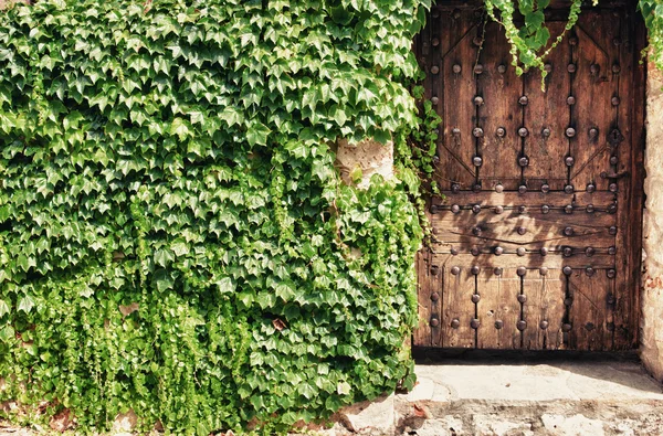 Porta in legno e edera — Foto Stock