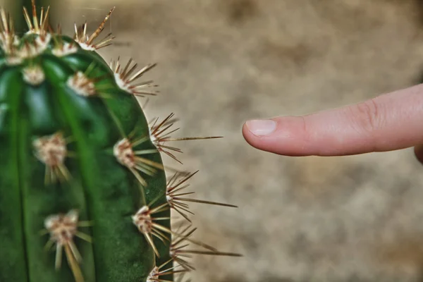 Thorn ve parmak — Stok fotoğraf