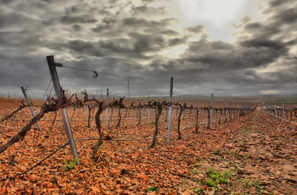 Weinberg im Guadiana-Flussland — Stockfoto