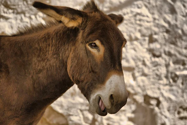 Brown donkey — Stock Photo, Image