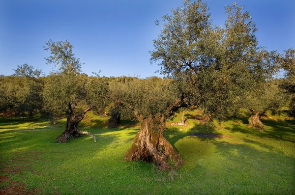 Oliven aus den Bergen — Stockfoto