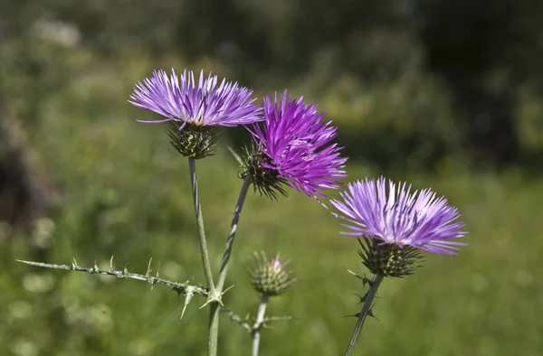 Silybum marianum
