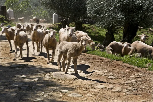 Giù gregge — Foto Stock