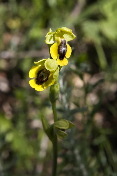 Ophrys lutea — Stock Photo, Image