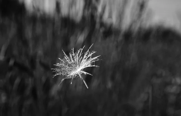 Semillas de diente de león volando —  Fotos de Stock