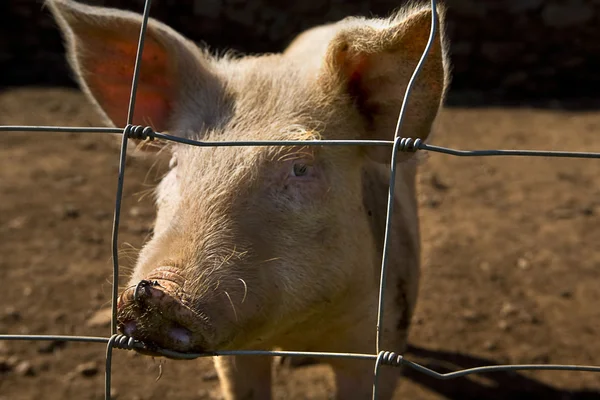 Hungry wire fencing — Stock Photo, Image