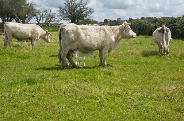 Carolais vacas — Foto de Stock