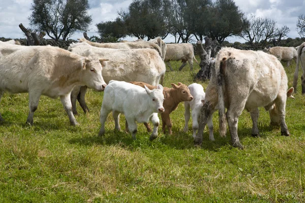 Charolais koeien — Stockfoto