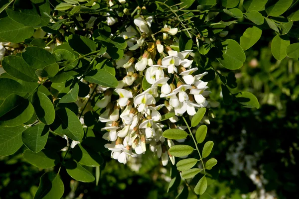 Kwiaty akacja — Zdjęcie stockowe