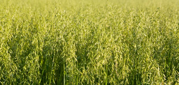 Oats growing — Stock Photo, Image