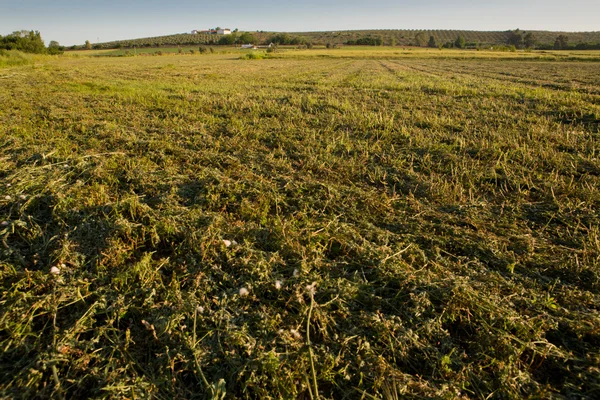 Campo de alfafa acabou de cortar — Fotografia de Stock