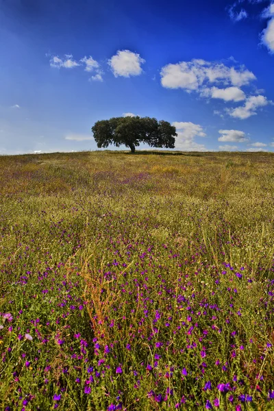 Einsame Steineiche — Stockfoto