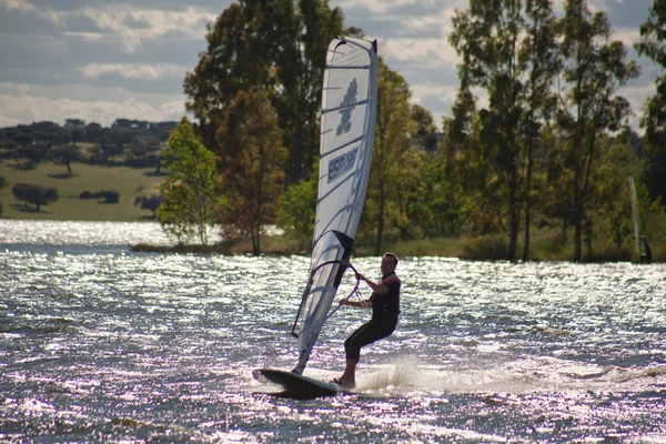 Windsurf en eucalyptus boom — Stockfoto