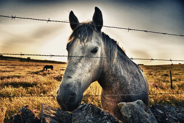 Hästhuvud bakom stängslet — Stockfoto