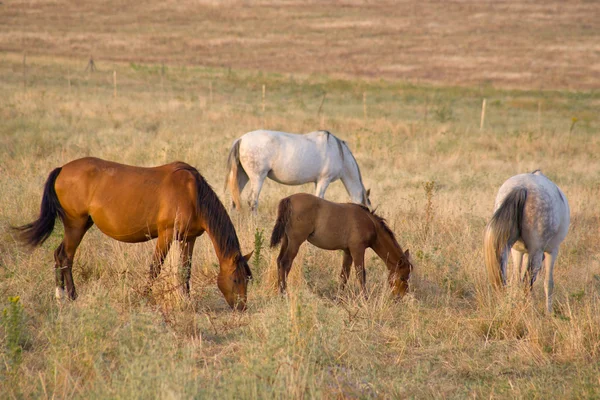 Mandria di cavalli — Foto Stock