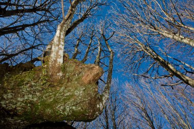 Kökleri üzerinde gökyüzü