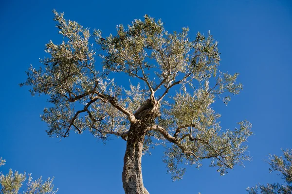 Horská olivy strom — Stock fotografie