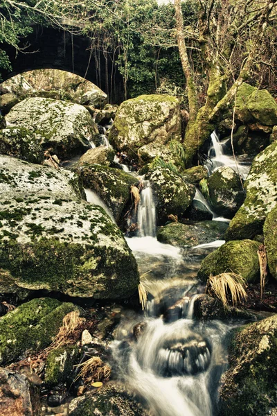 Groene rivier — Stockfoto