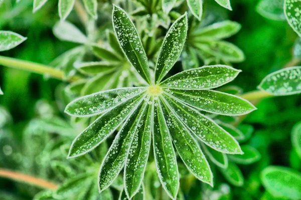 Perlas de agua — Foto de Stock