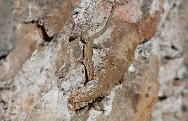 Lagarto do Darro — Fotografia de Stock