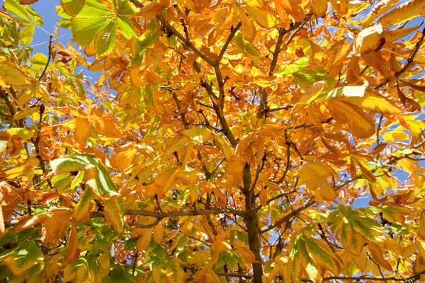 Feuilles vertes et jaunes en automne — Photo