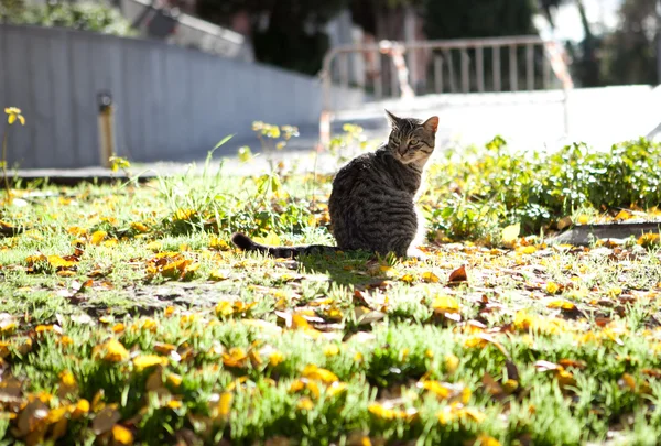 Pręgowany kot na Retiro Park — Zdjęcie stockowe