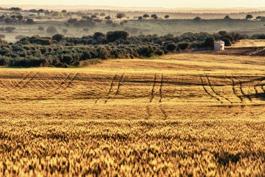 tahıllar ve dehesa satırlarında