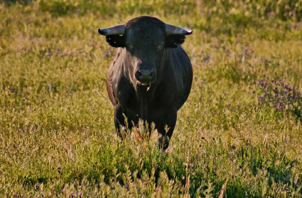 Os touros lutadores criam ao ar livre — Fotografia de Stock