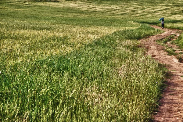 Caminando a través de encinas y campos de trigo verde — Foto de Stock