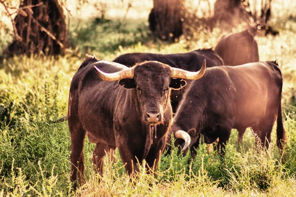 Los toros de lucha crían en libertad — Foto de Stock
