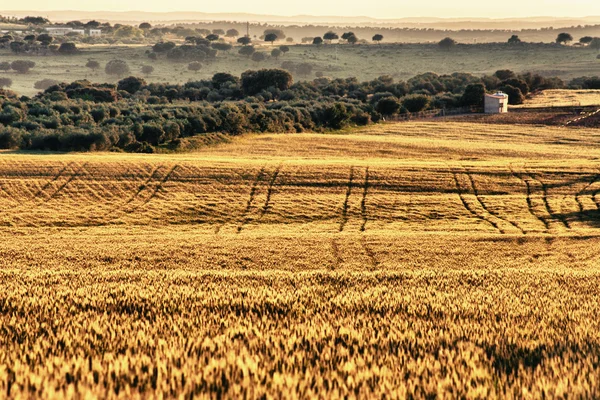 tahıllar ve dehesa satırlarında