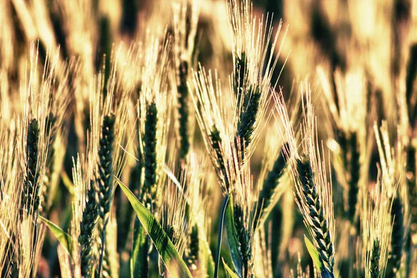 Hinterleuchtetes Getreide — Stockfoto