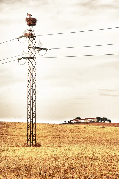 Pylons full of stork nests — Stock Photo, Image