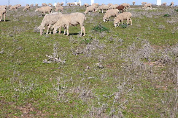 Stado owiec wypas — Zdjęcie stockowe