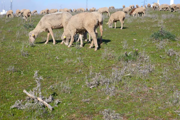 Sürüden koyun otlatma — Stok fotoğraf